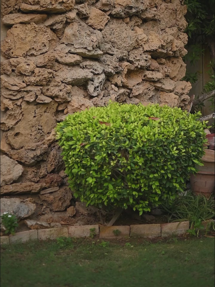 raj dullari Pink bright moon collar shirt with boot cut pants